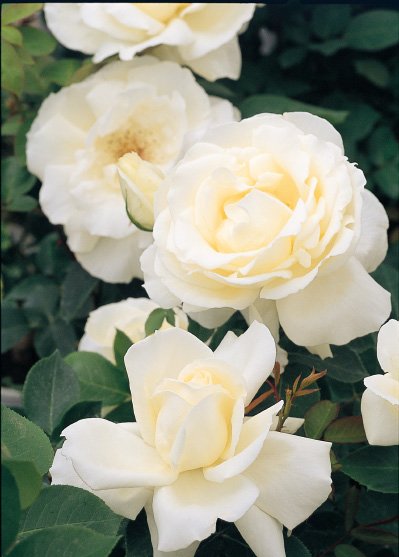 ホワイト・クリスマス（大苗）7号鉢植え バラ苗 四季咲き大輪系