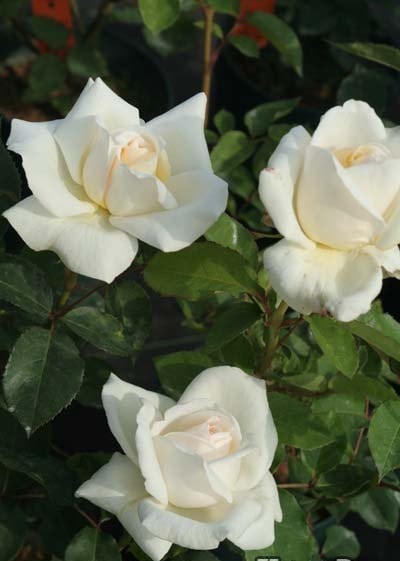 ホワイト・クリスマス（大苗）7号鉢植え バラ苗 四季咲き大輪系