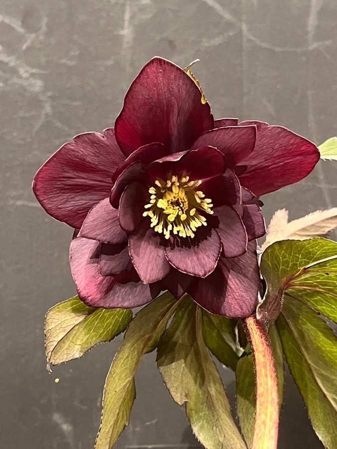 クリスマスローズ ウィンターシンフォニーシリーズ：セレクトミックス