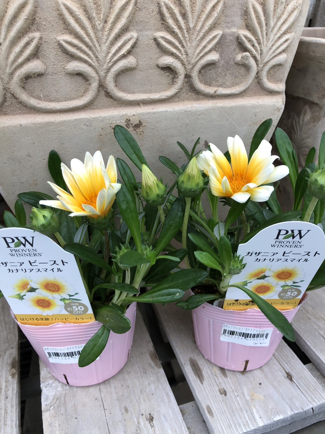 ガザニア ビースト 'カナリアスマイル' 10.5cmポット PW 宿根草