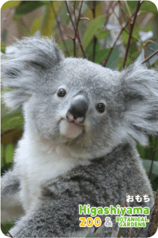 ZOO パネルマグネット-038 おもち（コアラ） | 東山動植物園の公式