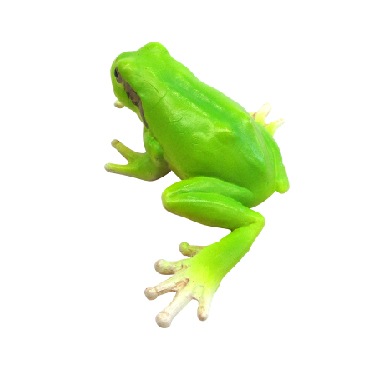 Miniatureplanet ニホンアマガエル | ミニチュアプラネット | おもちゃ