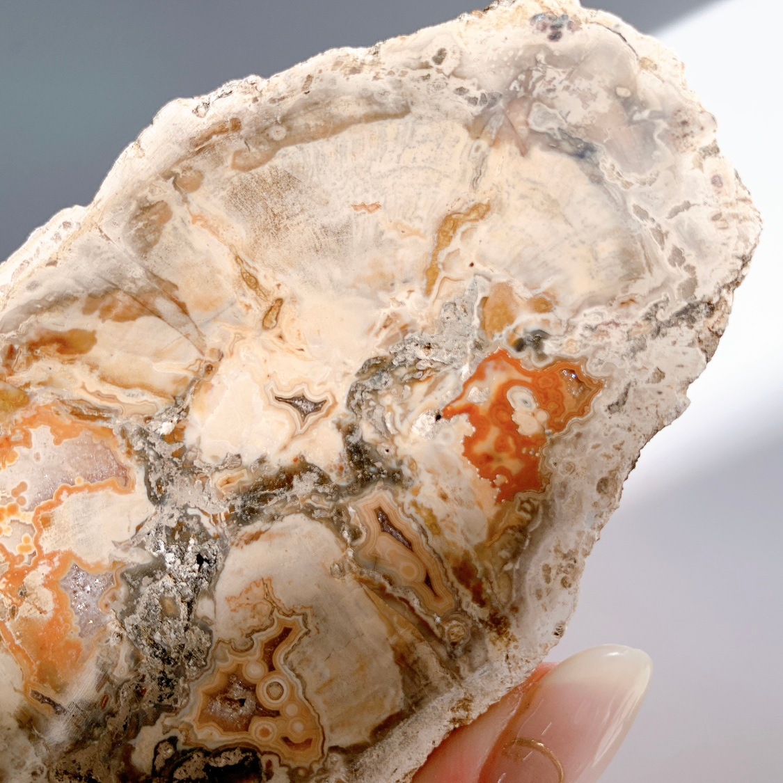 ペトリファイドウッドプレート | プレート | Crystals by Purely