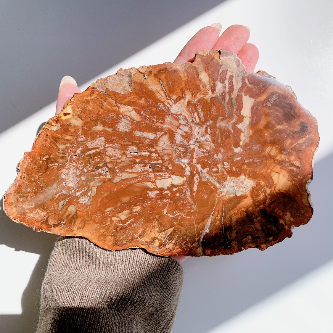 ペトリファイドウッド プレート | プレート | Crystals by Purely