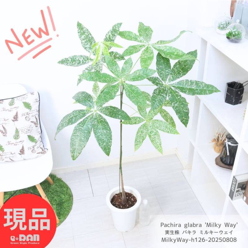 希少な大株 国内実生株 斑入り パキラ ミルキーウェイ 高さ126cm 7号鉢
