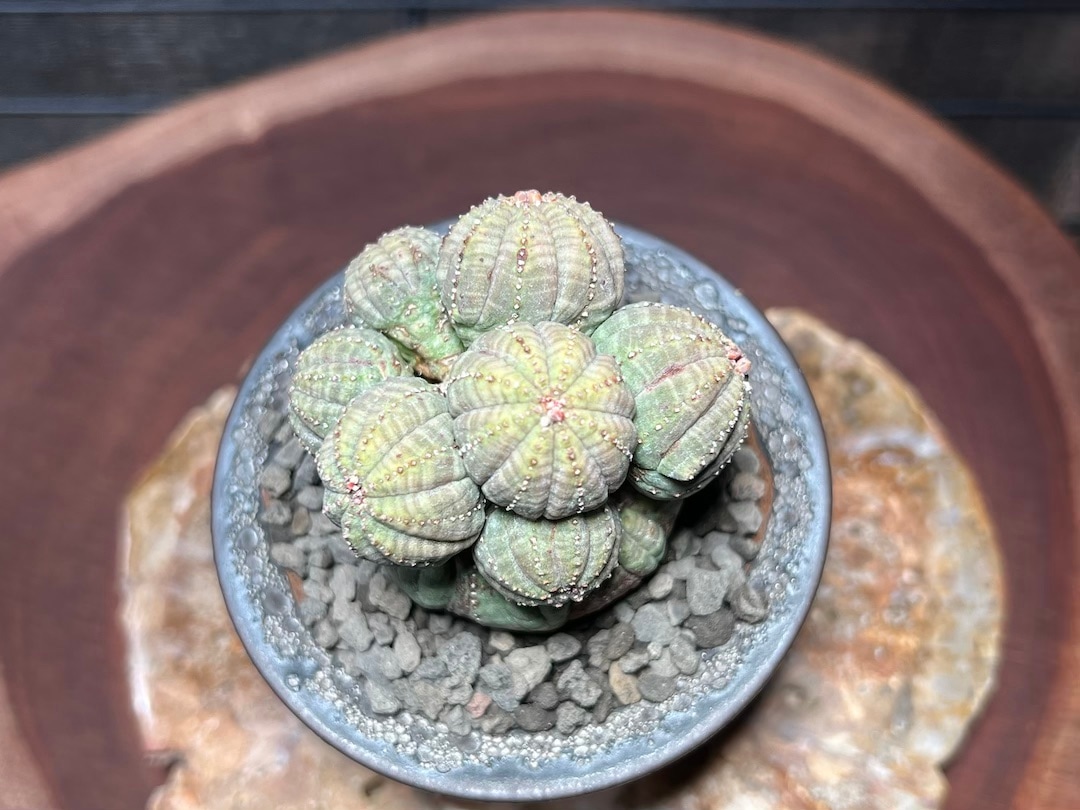 成長点潰れ 美形大家族】輸入株 ユーフォルビア・オベサ | Euphorbia