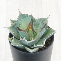 アガベ・チタノタ「姫仁王冠」 3.5号鉢 | | チタノタ銘品シリーズ