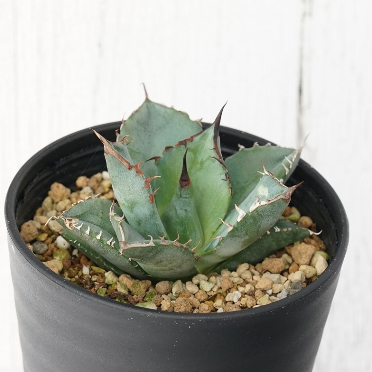 アガベ・チタノタ「白火焔（ホワイト・フレイム）」 3.5号鉢