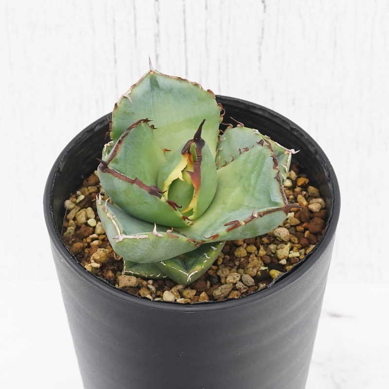 アガベ・チタノタ「ジャガーノート」 3.5号鉢 | | チタノタ銘品
