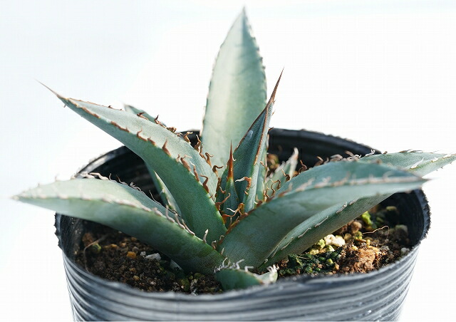 アガベ・ジェスブレイティ「パープソラム」 3号ロングポット