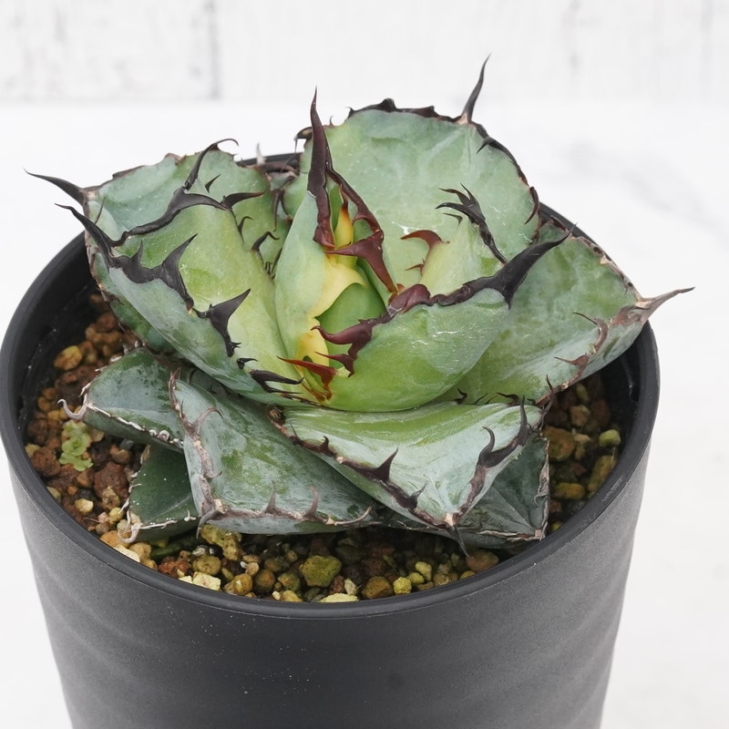 アガベ・チタノタ「ブラック＆ブルー」3.5号セラアート鉢 | | チタノタ