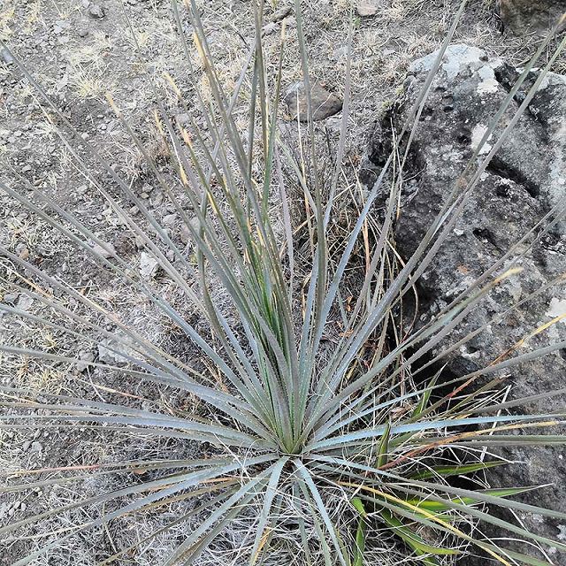 ダシリリオン・グラウコフィラム 5号ロングスリット鉢 | | ドライ