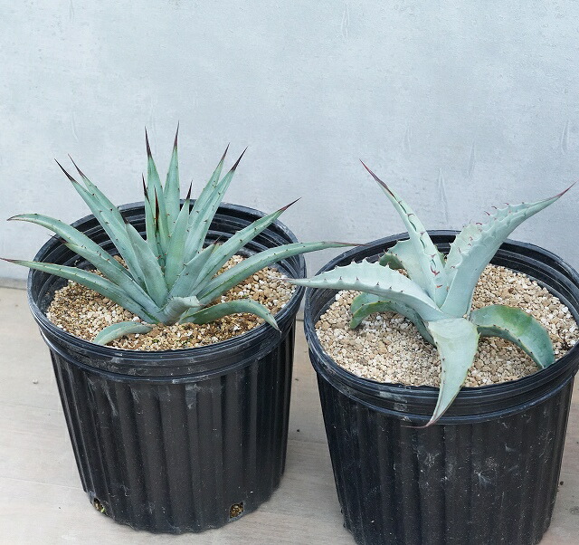 アガベ 大株 品種見計らい 2種2株（抜き苗） | | アガベお買い得セット