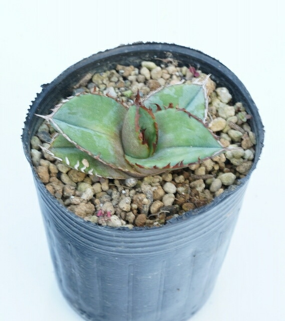 特選株】アガベ・チタノタ 「ブルー」 幅広丸葉 2号ロングポット