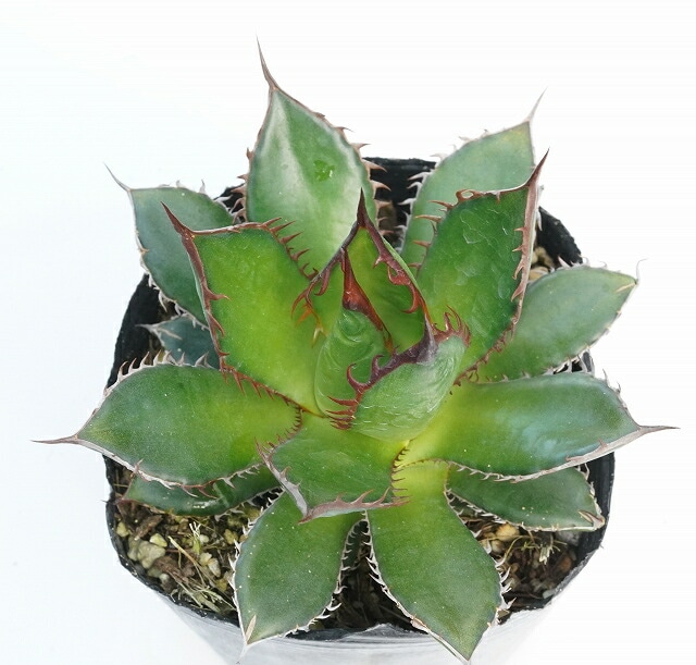 数量限定】アガベ・ホリダ がっちり仕立て株 3号規格 | | すべての商品