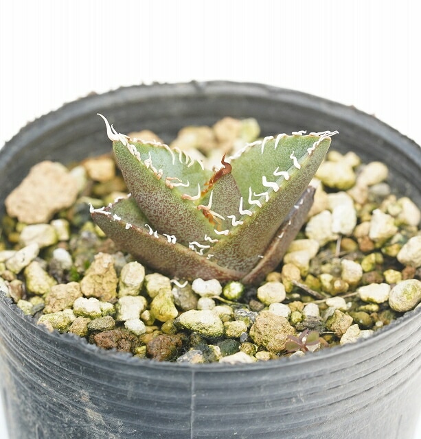 選抜株】アガベ・オテロイ 陽炎 2号ロングポット | | アガベ実生選抜株