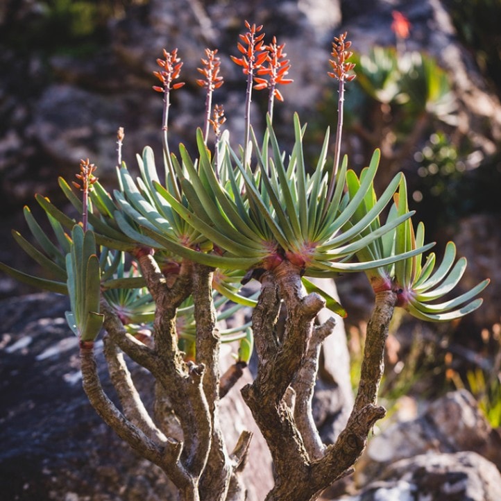 アロエ・プリカティリス 3.5号セラアート鉢 | | 多肉・塊根植物 | 四国