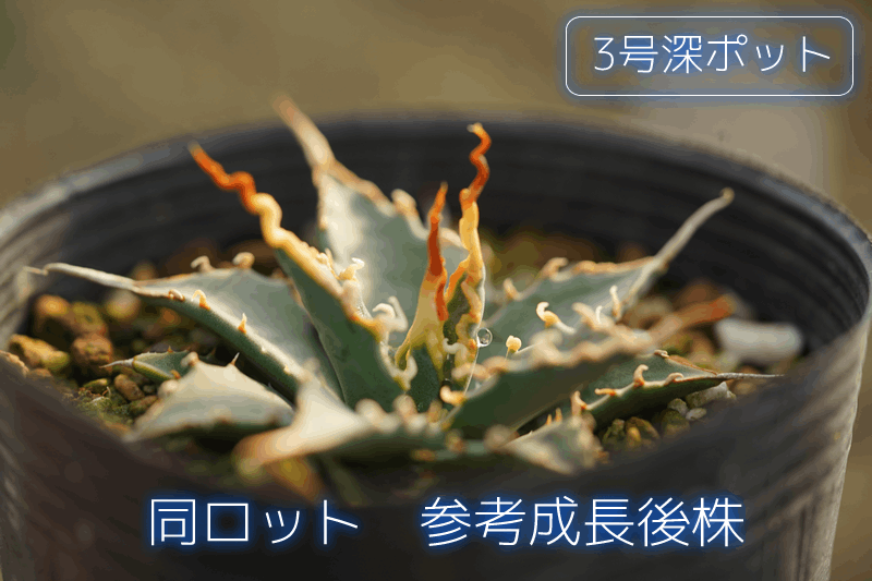 アガベ・ユタエンシス「エボリスピナ」 2号ロングポット×6ポットセット