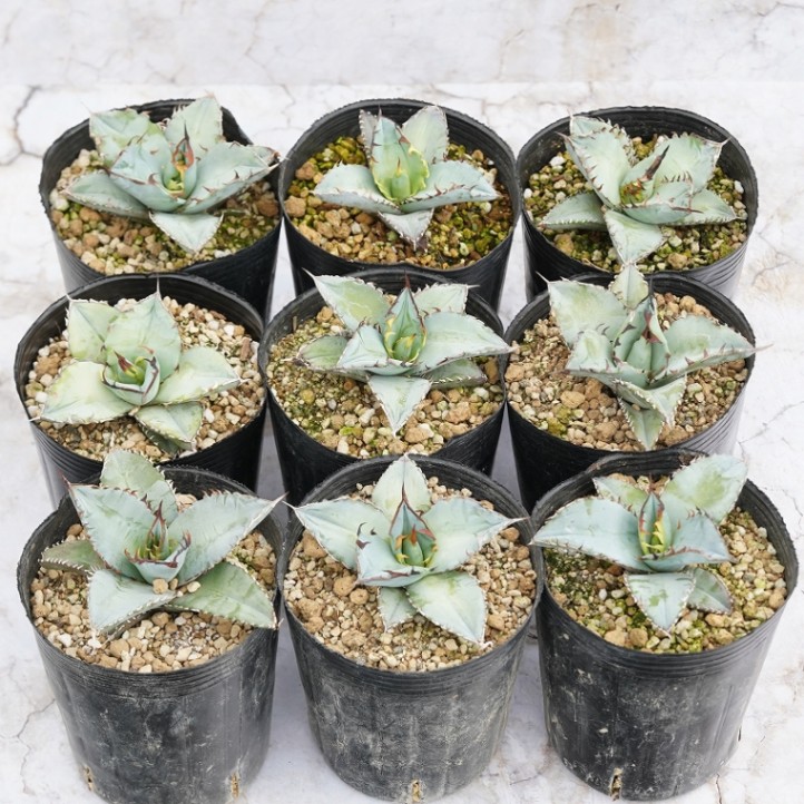 実生選抜株】アガベ・チタノタ「ブルー」 ホワイトブルー 3号ロング