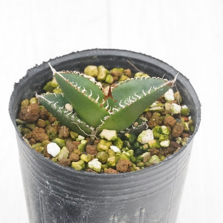 選抜株】アガベ・オテロイ 