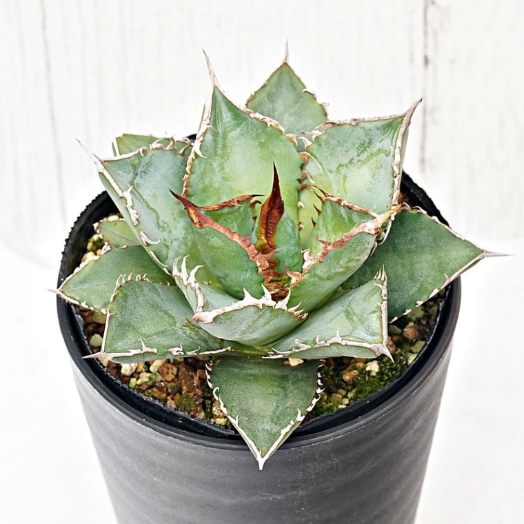 アガベ・チタノタ 海王 3.5号鉢 | | チタノタ銘品シリーズ | 四国