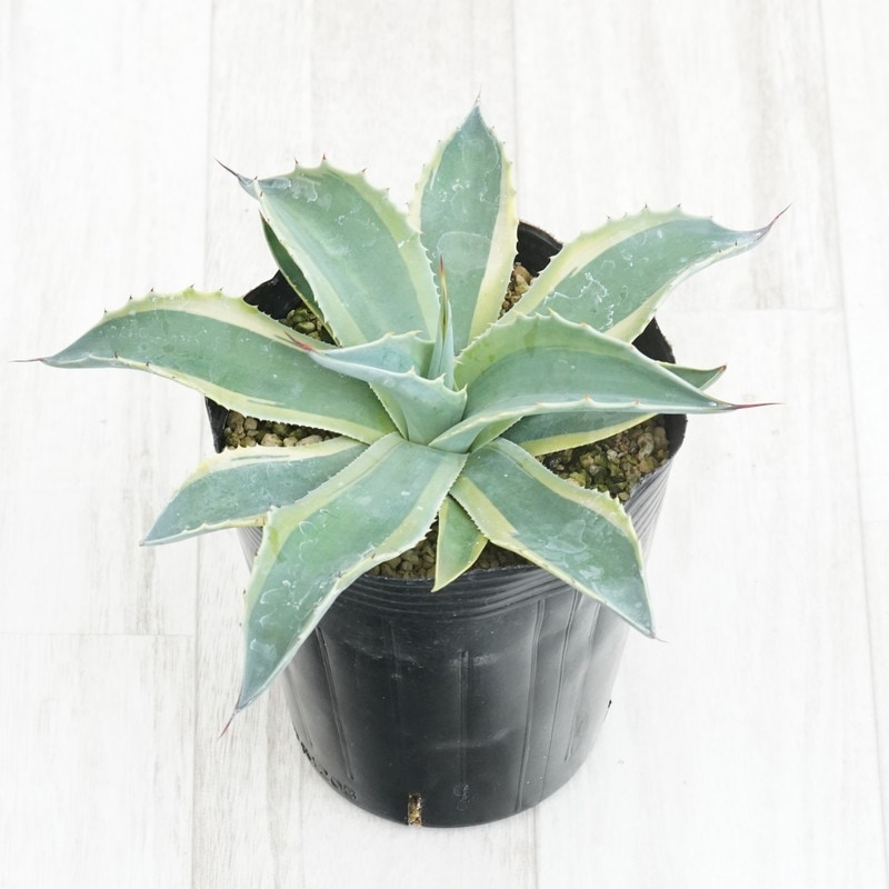 アガベ・オバティフォリア「オルカ」4号ロングポット | | アガベ