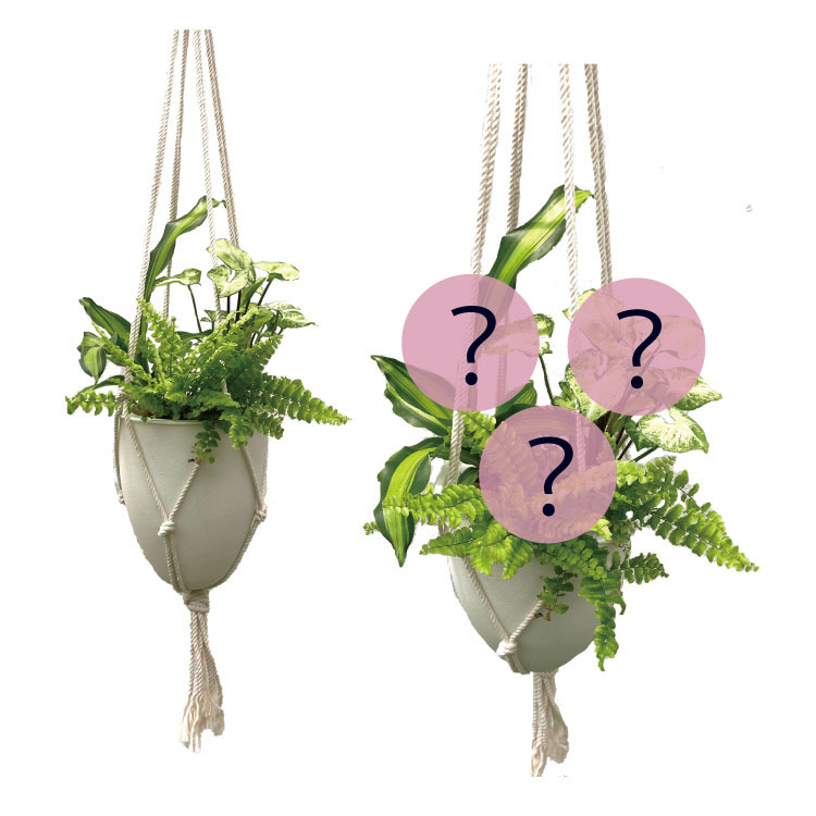 底面給水POT】Hanging-B 寄せ植えセット（植物お任せ） - おしゃれな