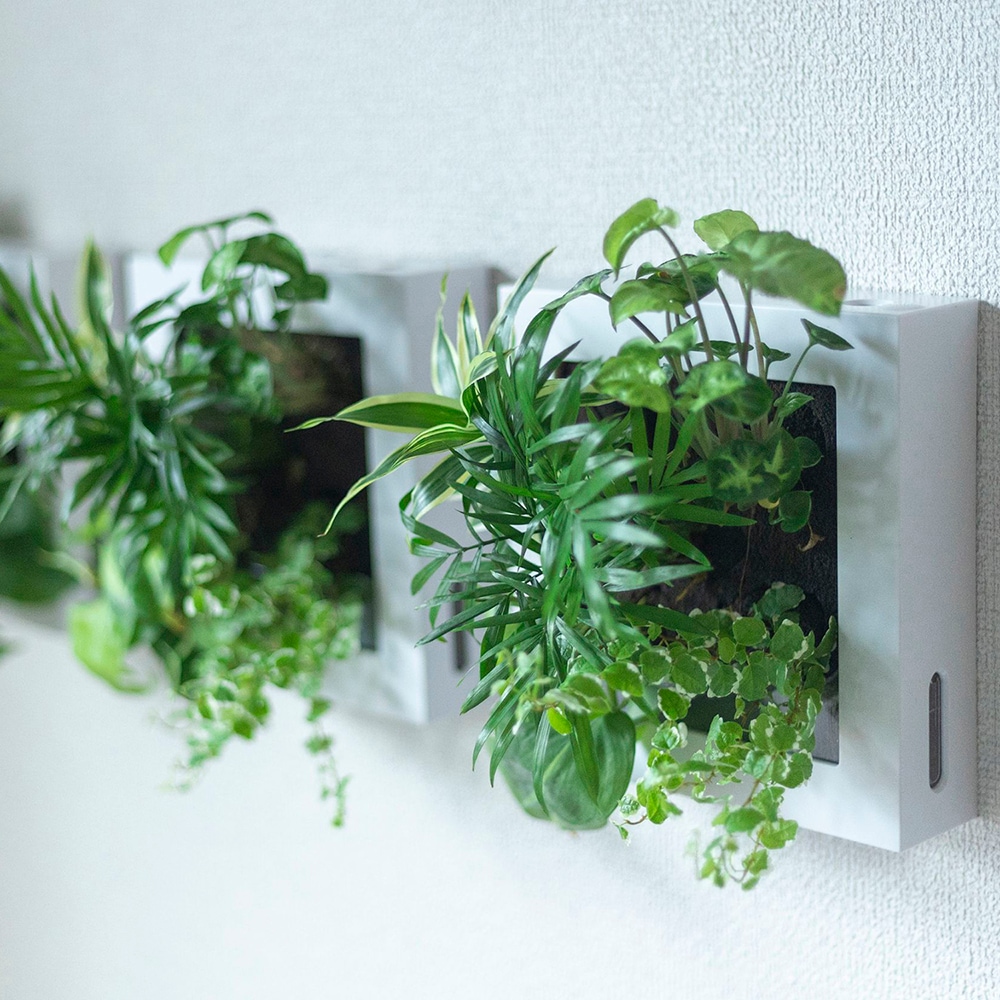 壁掛け用観葉植物【ホワイトフレーム/植栽5苗/おまかせ】ミドリエ