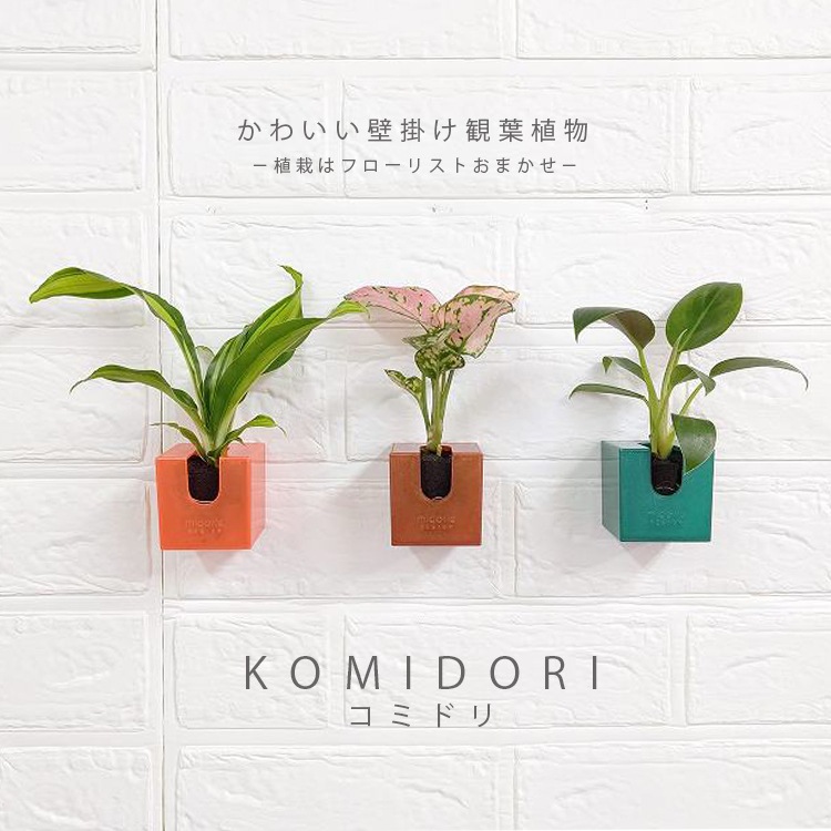 壁に掛けられる観葉植物】コミドリ3点セット(植栽おまかせ) セット