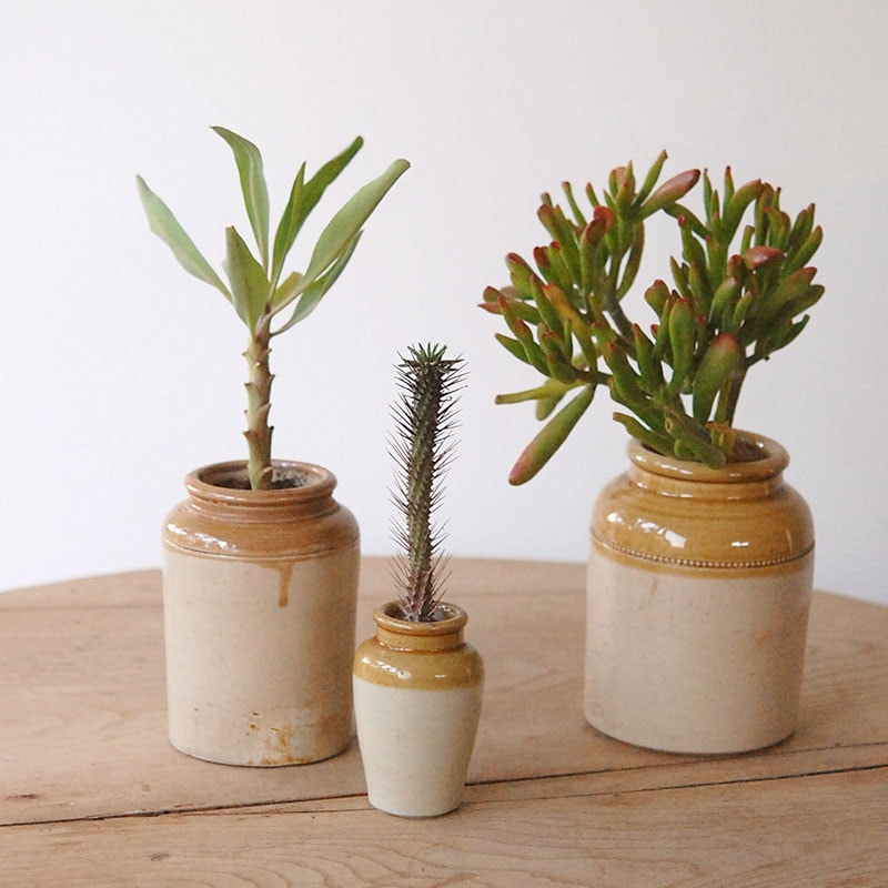 3000円〜5000円の商品 通販・販売｜多肉植物の専門店 solxsol