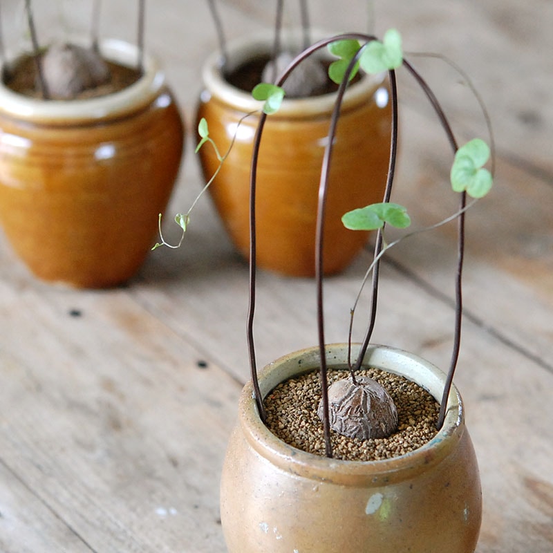 Dioscorea 亀甲竜 x antique ハニーポット | 多肉植物の専門店 solxsol