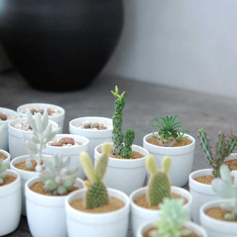 象牙団扇、白桃扇 / Opuntia | 多肉植物の専門店 solxsol（ソルバイソル）