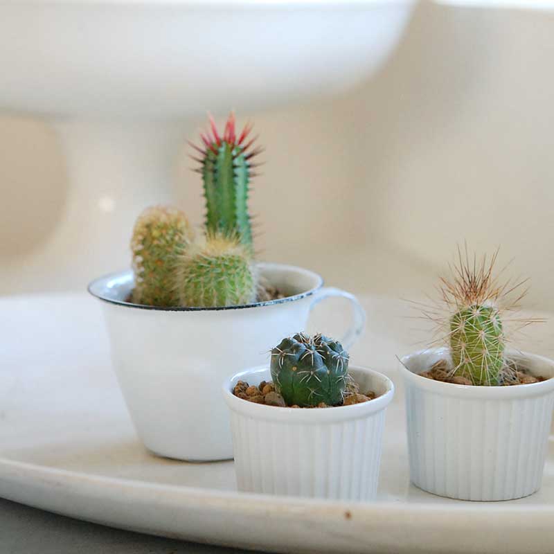 サボテンのミニ苗キット（ブレンド土sとスプーン、ボックス付き