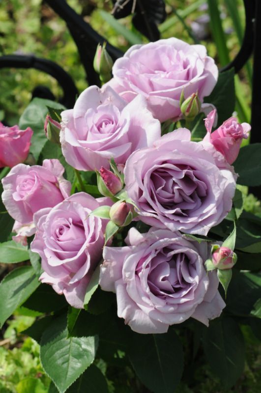 夜来香 - 京都・洛西 まつおえんげい