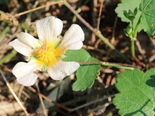 マルバストラム