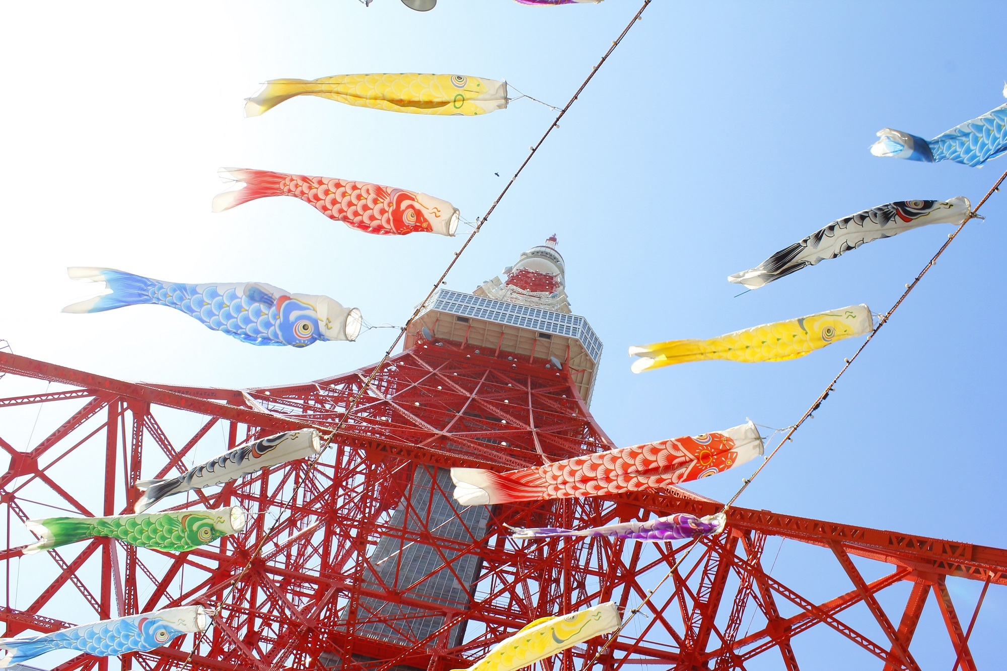 東京タワー 333匹の「鯉のぼり」と巨大「さんまのぼり」