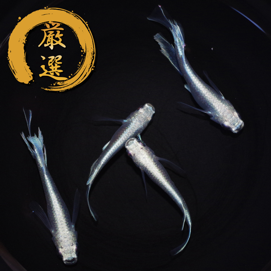 サンセット極龍リアルロングフィン メダカ めだか （Mサイズ） 2ペア