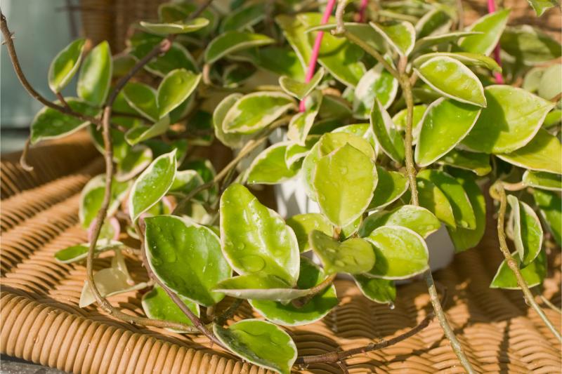 サクララン（ホヤ）の育て方！花を咲かせるコツや花言葉、種類も紹介