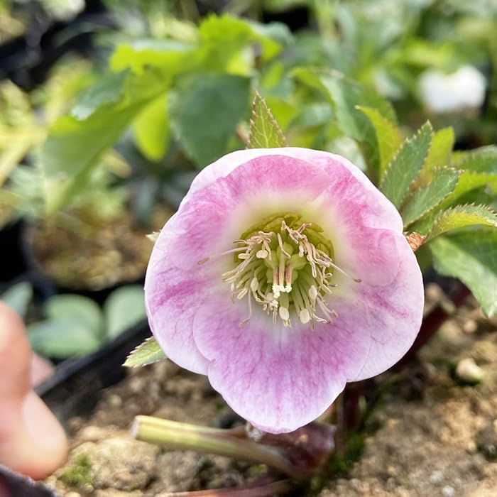 Amazon.co.jp: 予約販売 クリスマスローズ苗 パステリッシュストレイン