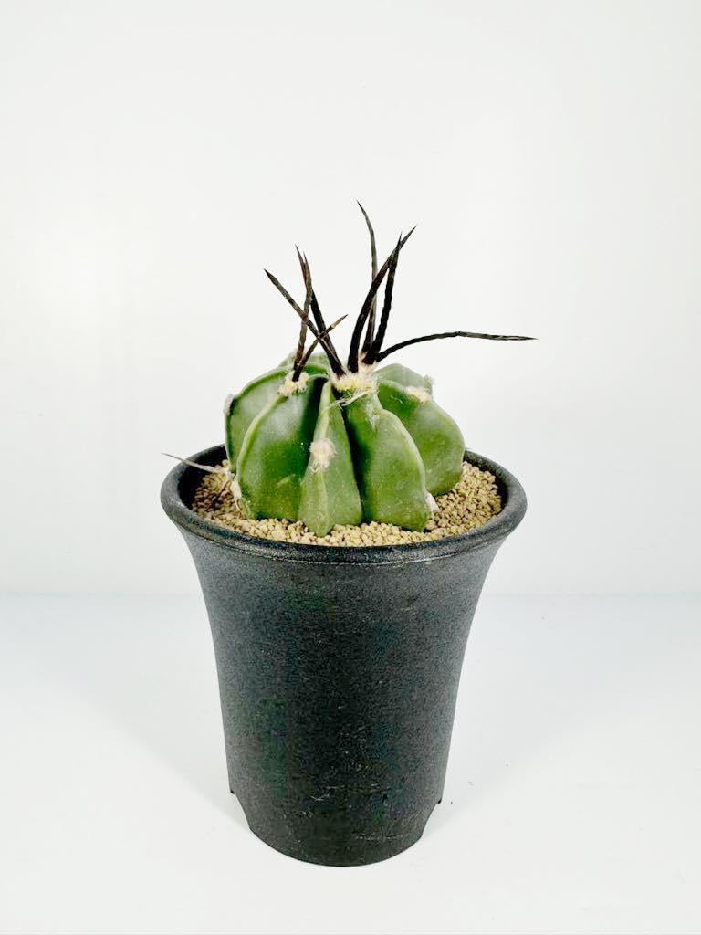 Amazon.co.jp: Astrophytum capricorne アストロフィツム 黒刺水牛 大
