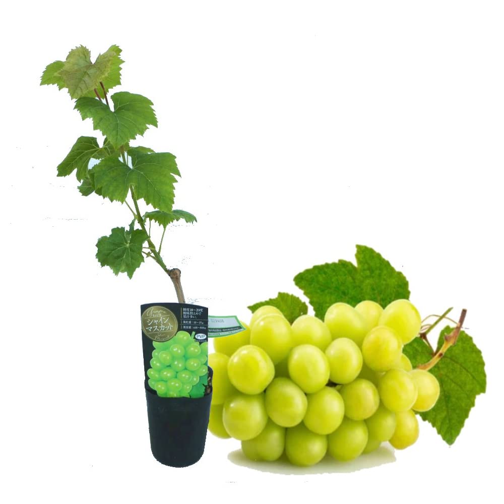 Amazon.co.jp: 富士園芸 ぶどう 苗木 苗 「シャインマスカット 挿木苗