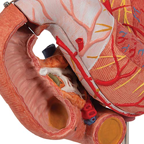 Amazon.co.jp: 3B Scientific: 消化器・肝臓