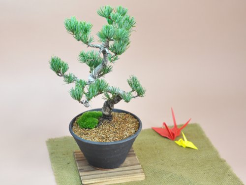 Amazon | 盆栽妙 風格ある五葉松 松の盆栽 幅22cm×樹高27cm | 盆栽
