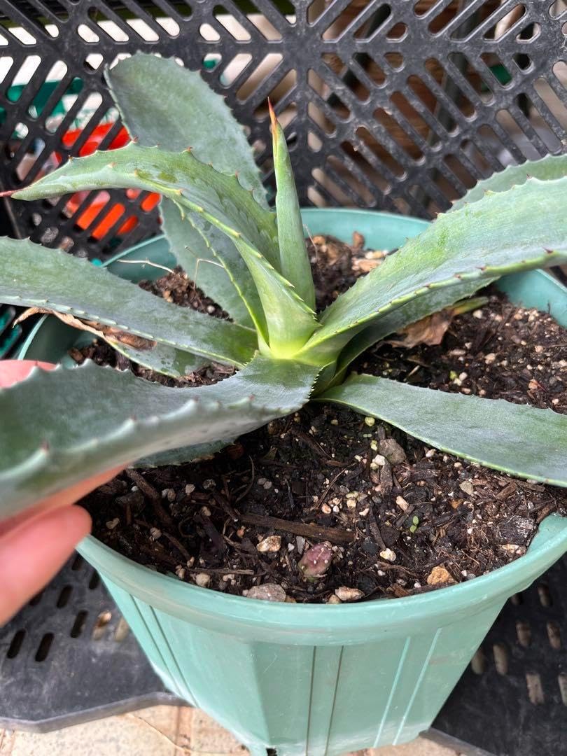 第4種抜き苗発送/アガベ＊アメリカーナ＊バリエガータ 第4種抜き苗発送