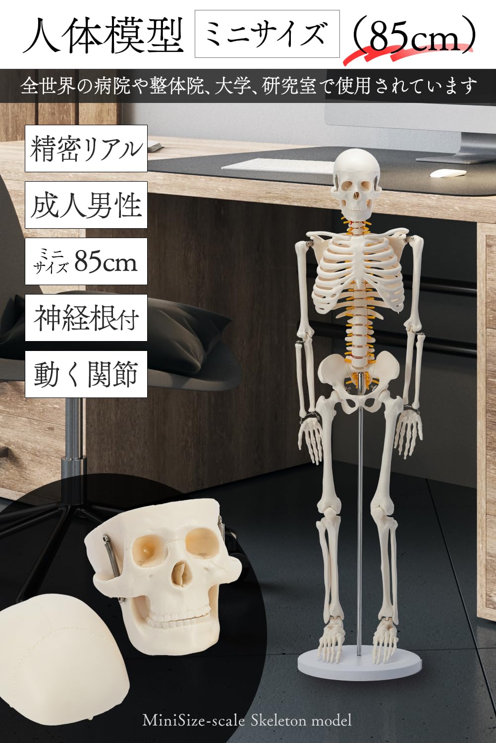 Amazon.co.jp: 【国際規格認証品】ミニ 人体模型 85cm 神経根有り 全身