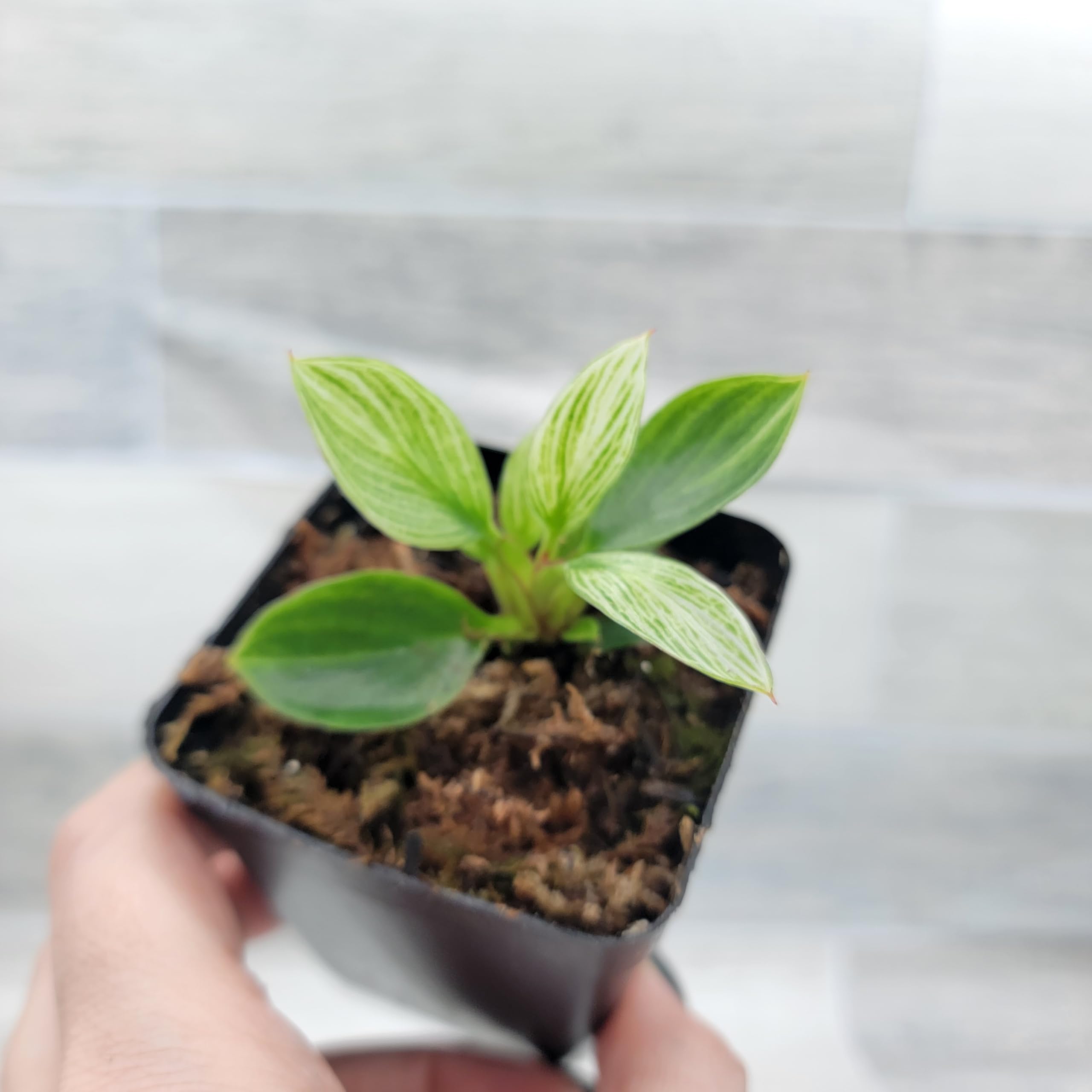 Amazon.com : Philodendron Birkin aka White Veined Birkin Live Rare