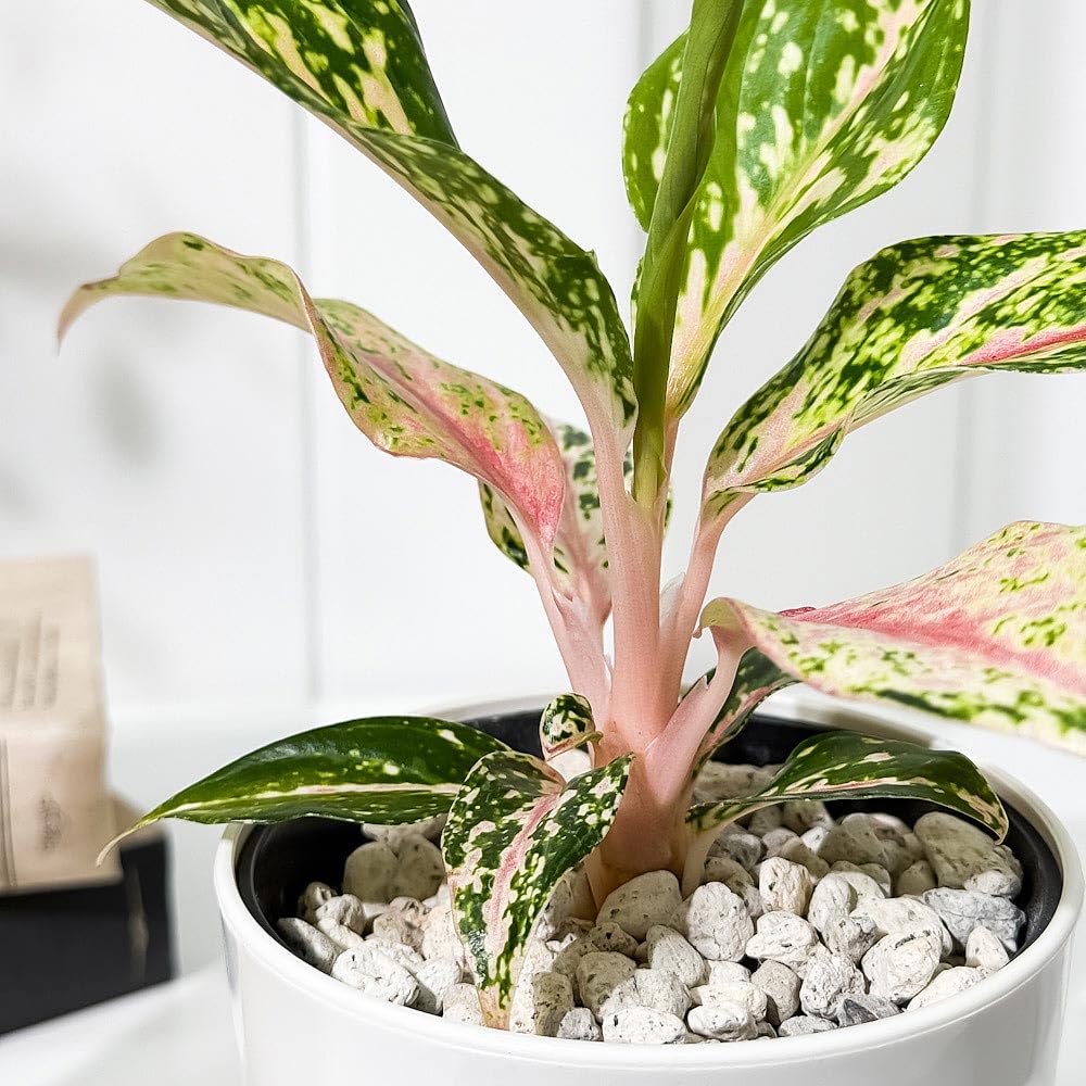 Amazon｜PLANCHU 観葉植物 アグラオネマ ピンクバタフライ 4号鉢