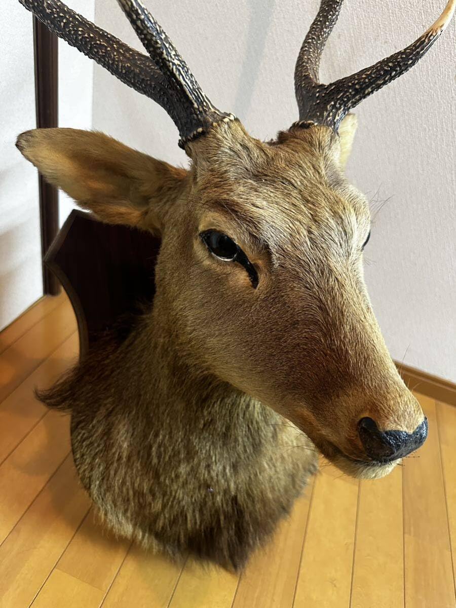 Amazon.co.jp: アンティーク鹿剥製ハンティングトロフィー頭部鹿角
