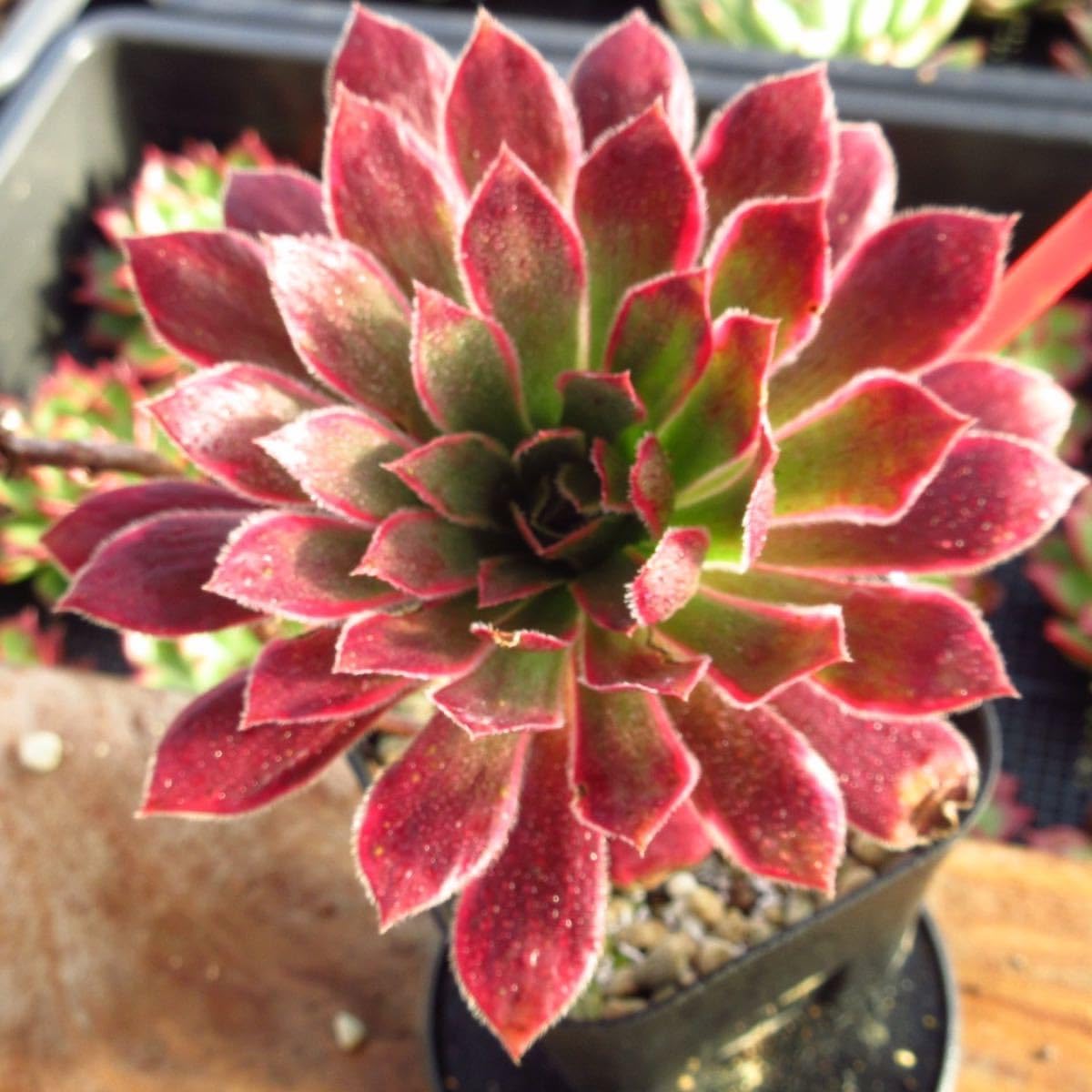 19#多肉植物アエオニウム❤️ サンデルシ— ❤️ 7頭8cm 拔き苗 19#多肉