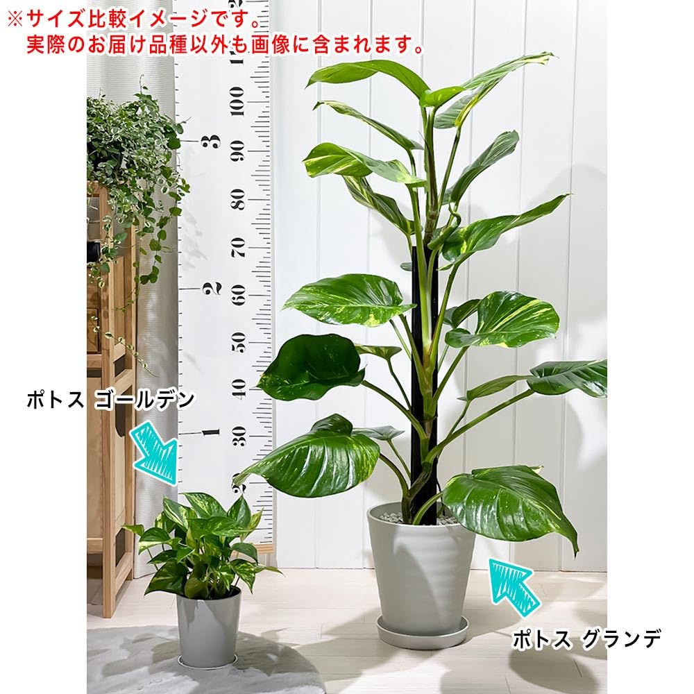 Amazon｜PLANCHU 観葉植物 ポトス グランデ ヘゴ仕立て 7号鉢 受け皿